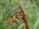 Heath Fritillary (Mellicta athalia)