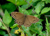 Woodland Brown (Lopinga achine)