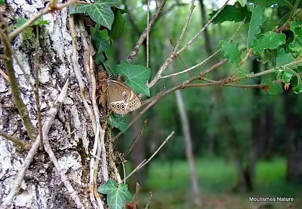 Woodland Brown (Lopinga achine)
