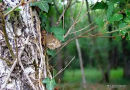 Woodland Brown (Lopinga achine)