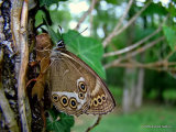 Woodland Brown (Lopinga achine)