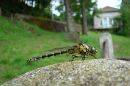 Green-eyed Hooktail (Onychogomphus forcipatus) M-ten