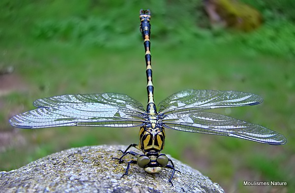 Green-eyed Hooktail (Onychogomphus forcipatus) M-ten