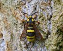 Hornet Clearwing (Sesia apiformis)