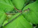 Azure Damselfly (Coenagrion puella) F