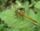 Ruddy Darter (Sympetrum sanguineum) M-Imm