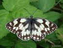 Marbled White (Melanargia galathea)