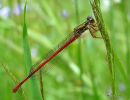 Small Red Damselfly (Ceriagrion tenellum) F