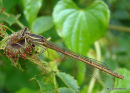Orange White-legged Damselfly (Platycnemis acutipennis) F