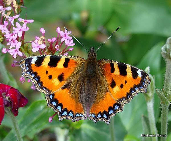 Small Tortoiseshell (Aglais urticae)
