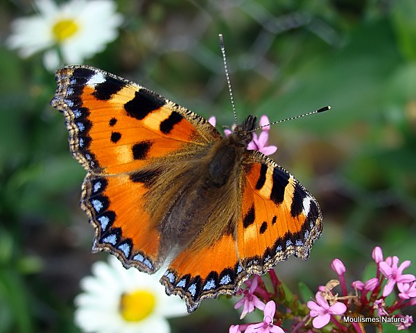 Small Tortoiseshell (Aglais urticae)