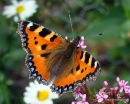 Small Tortoiseshell (Aglais urticae)
