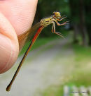 Small Red Damselfly (Ceriagrion tenellum) F