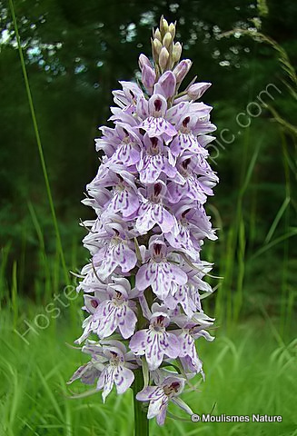 Common Spotted Orchid (Dactylorhiza fuchsii), Orchis de Fuchs