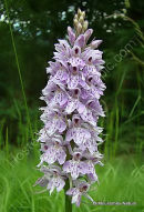 Common Spotted Orchid (Dactylorhiza fuchsii), Orchis de Fuchs