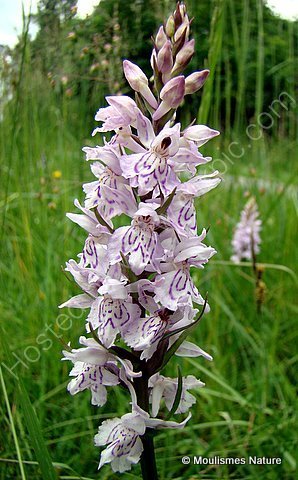 Heath Spotted Orchid (probable Dactylorhiza maculata maculata), Orchis macule