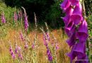 Digitalis purpurea, Foxglove