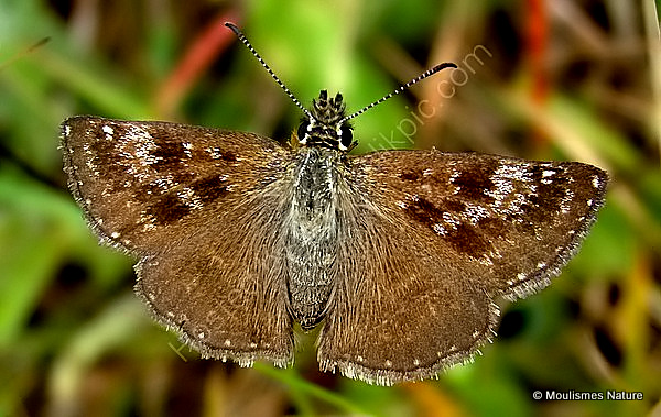 Dingy Skipper (Erynnis tages) M