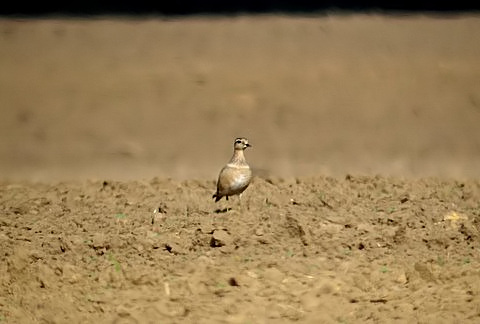 Eurasian Dotterel (Charadrius morinellus), Pluvier guignard