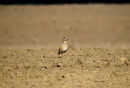 Eurasian Dotterel (Charadrius morinellus)