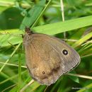 Dryad (Minois dryas) F