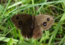 Dryad (Minois dryas) F