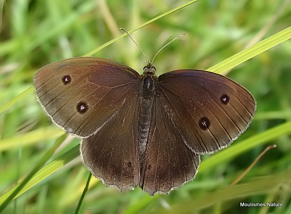Dryad (Minois dryas) M