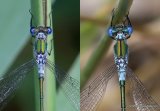 Lestes sponsa/Lestes dryas M