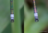 Lestes sponsa/Lestes dryas M