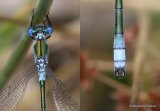 Lestes dryas M
