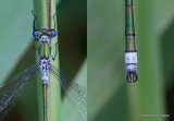 Similar species collages