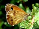 Gatekeeper (Pyronia tithonus) M