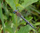 Hairy Dragonfly (Brachytron pratense) M