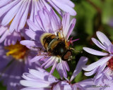 Eristalis intricarius (Furry Dronefly) M