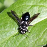 Unidentified (Andrena) bee sp.