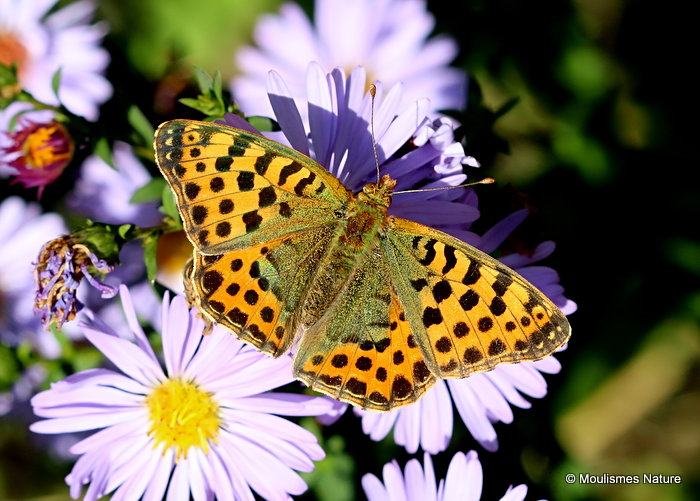 Queen of Spain Fritillary (Issoria lathonia) F
