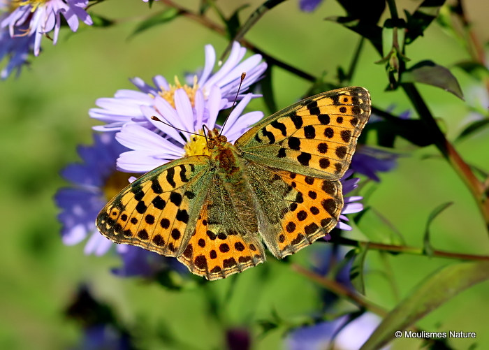 Queen of Spain Fritillary (Issoria lathonia) F