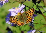 Queen of Spain Fritillary (Issoria lathonia) F