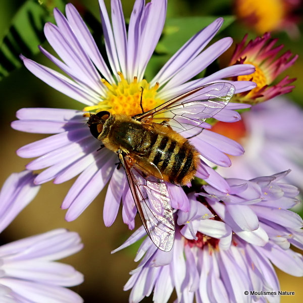 Bee-fly (Bombyliidae), villa sp.