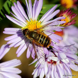 Bee-fly (Bombyliidae), villa sp.
