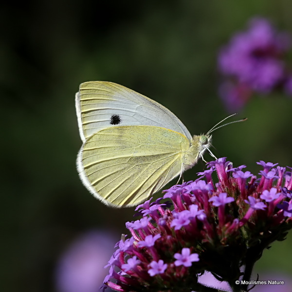 Small White (Pieris rapae)