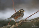 Redwing (Turdus iliacus)