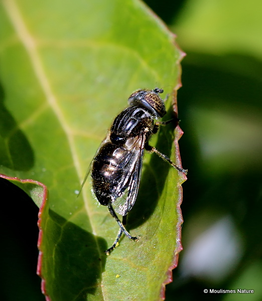 Eristalinus sepulchralis (Small Spotty-eyed Dronefly) F