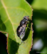 Eristalinus sepulchralis (Small Spotty-eyed Dronefly) F