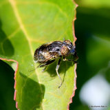 Eristalinus sepulchralis (Small Spotty-eyed Dronefly) F