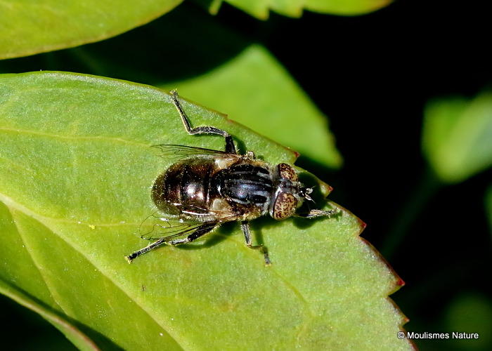 Eristalinus sepulchralis (Small Spotty-eyed Dronefly) F