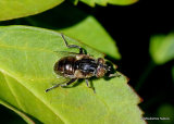 Eristalinus sepulchralis (Small Spotty-eyed Dronefly) F