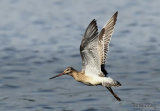 Bar-tailed Godwit (Limosa lapponica) Juv
