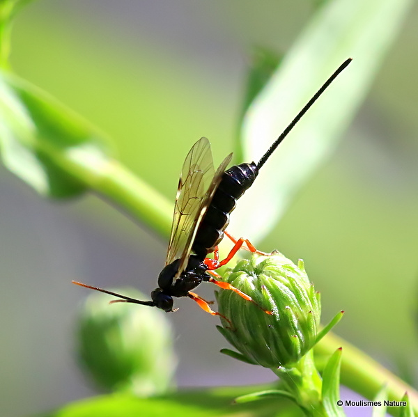 Ichneumon, Pimplinae sp. F