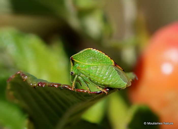 Buffalo Treehopper (Stictocephala bisonia)